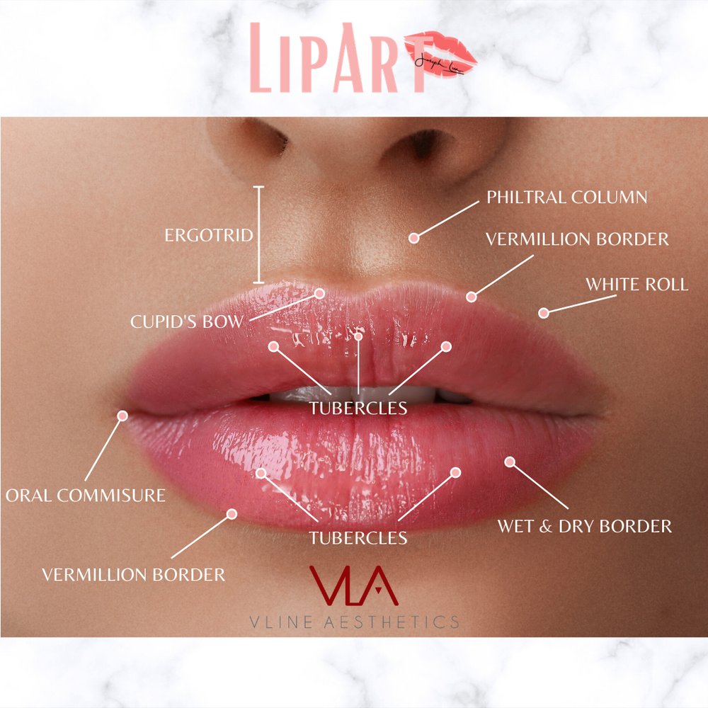 lip anatomy for lip art skin perfect brothers